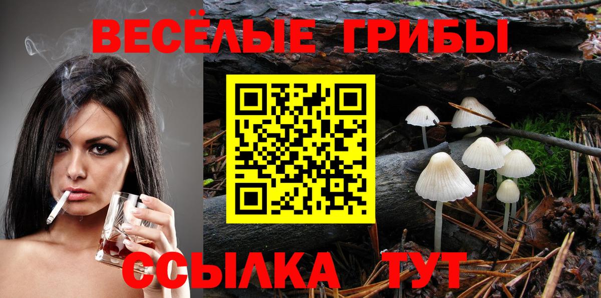 Галлюциногенные грибы Psilocybe Грозный